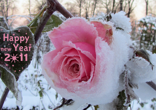 To all my friends in ESLprintables.com wish you a happy new year full of love and success.