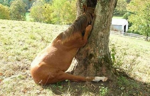 CAPTION COMPETITION 24 / 02 Thankyou dear catalina for choosing my caption as winner of the competition. Here�s the new picture. I hope it makes our colleagues marvel and rival to offer us their funniest captions and most hilarious comments.