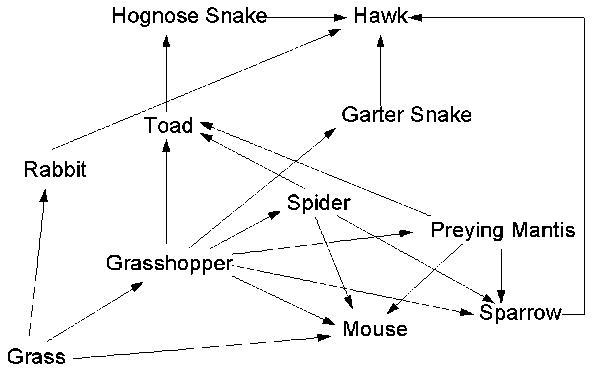 food chain worksheet. Food Chain Worksheets For Kids