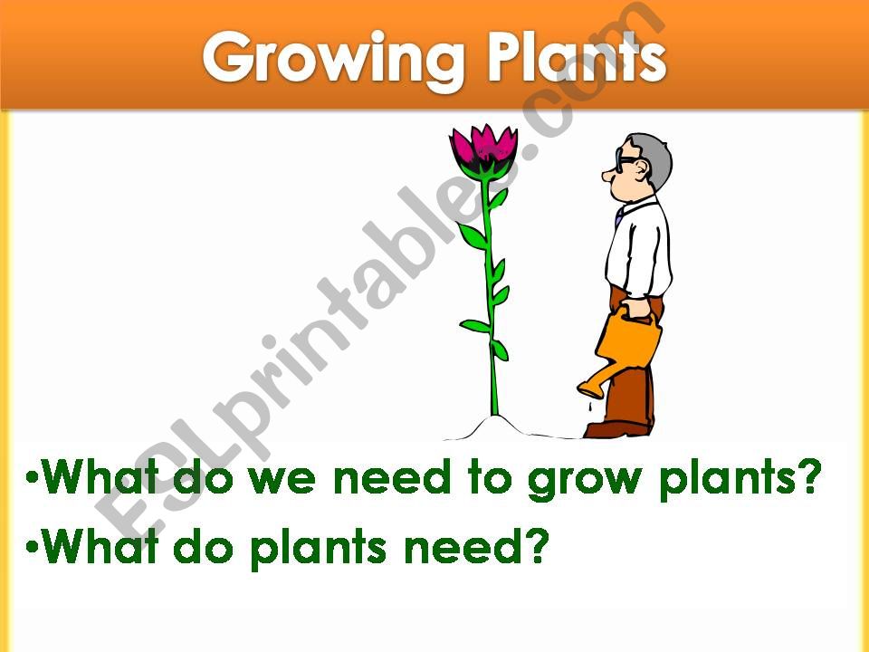 How Do Plants Grow? powerpoint