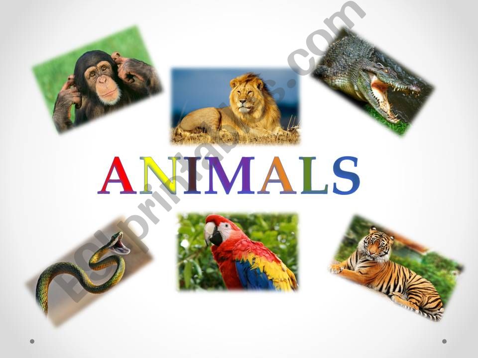 animals presentation powerpoint