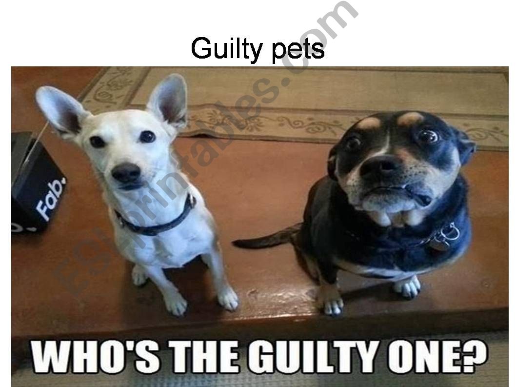 Guilty pets powerpoint