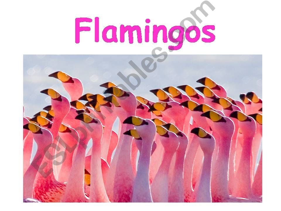Flamingos powerpoint