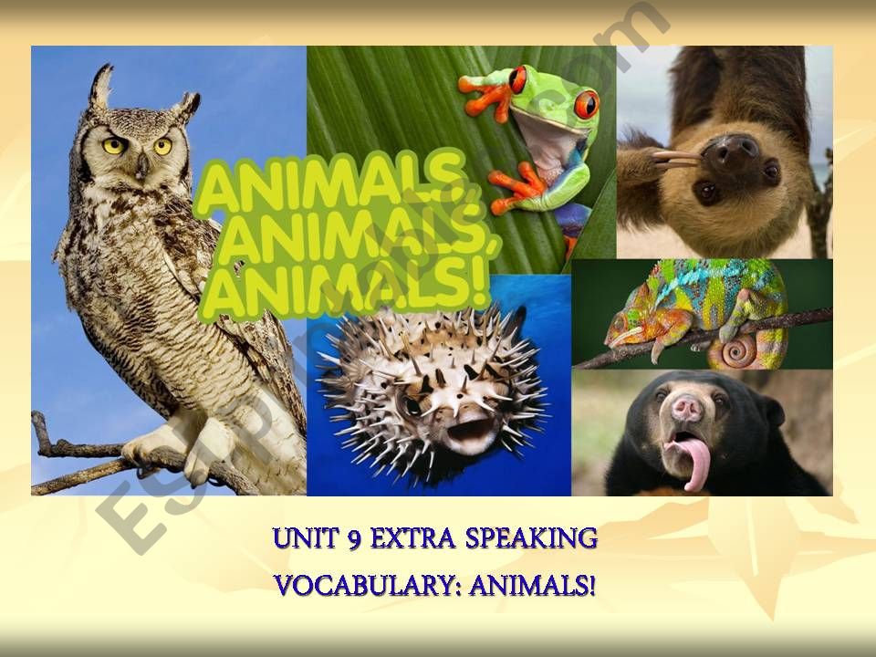 Animals Extra Speaking powerpoint