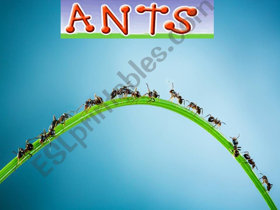 Ants powerpoint