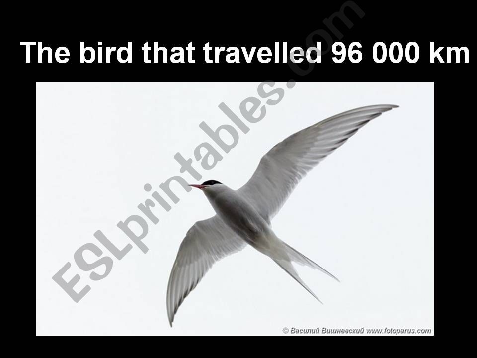 The bird that traveled 96 000km