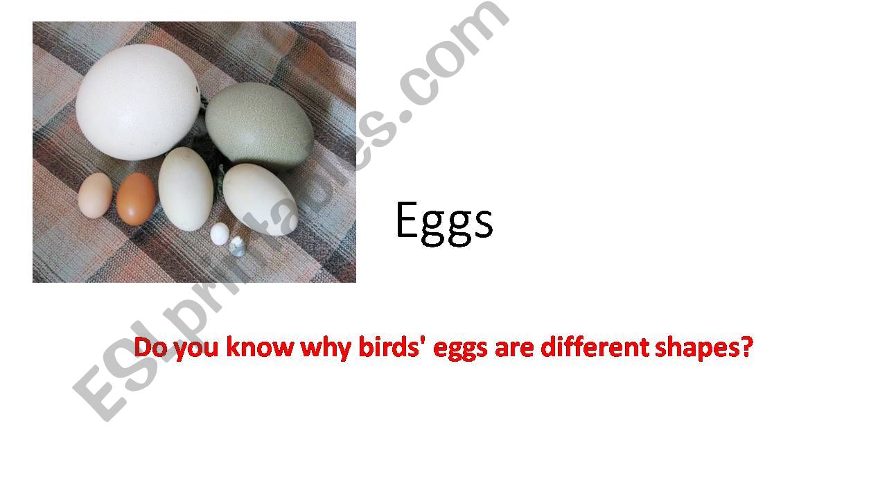 do you know why eggs are different shapes?
