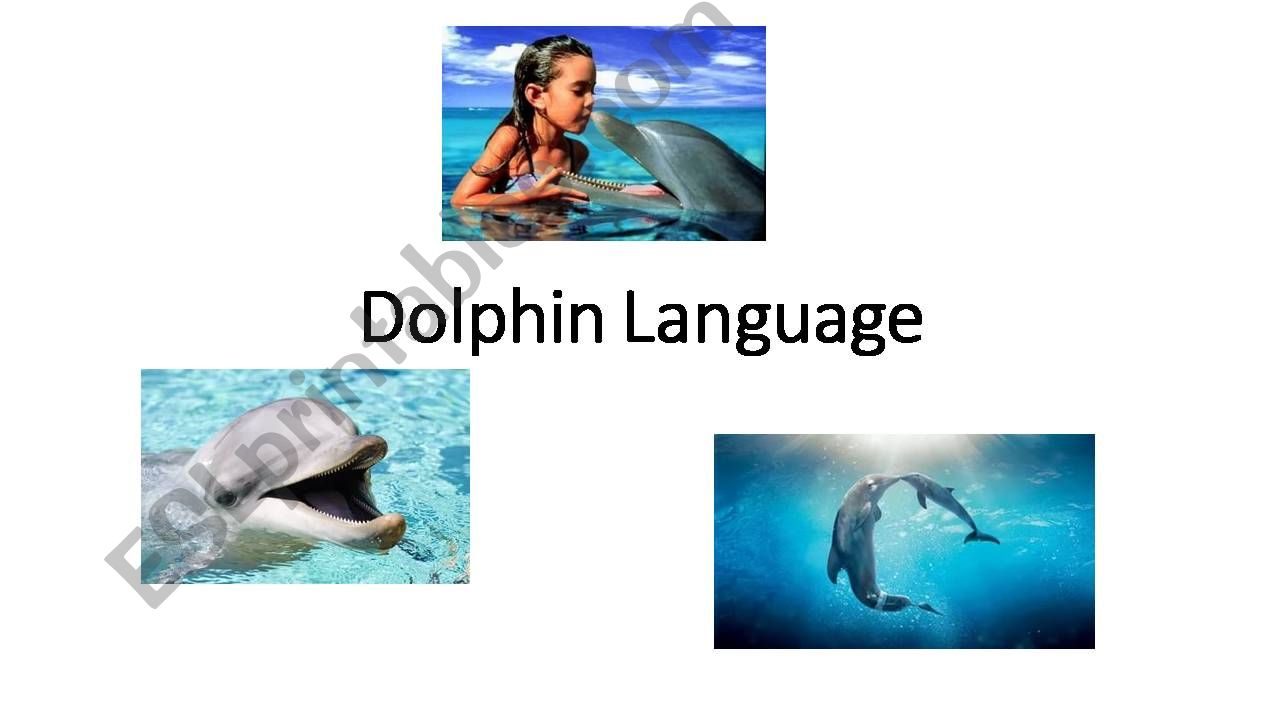 Dolphin Language powerpoint