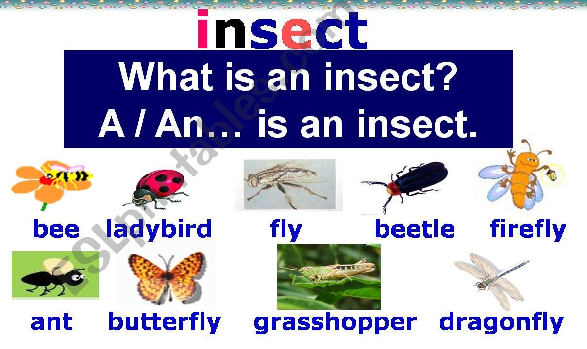 insects powerpoint