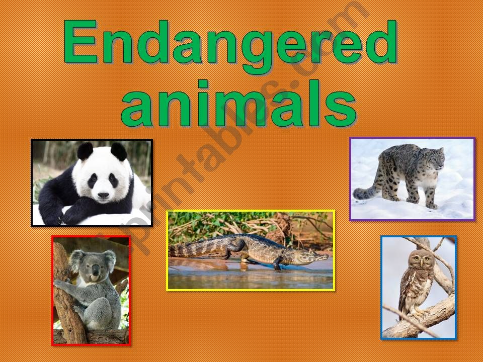 Endangered animals powerpoint