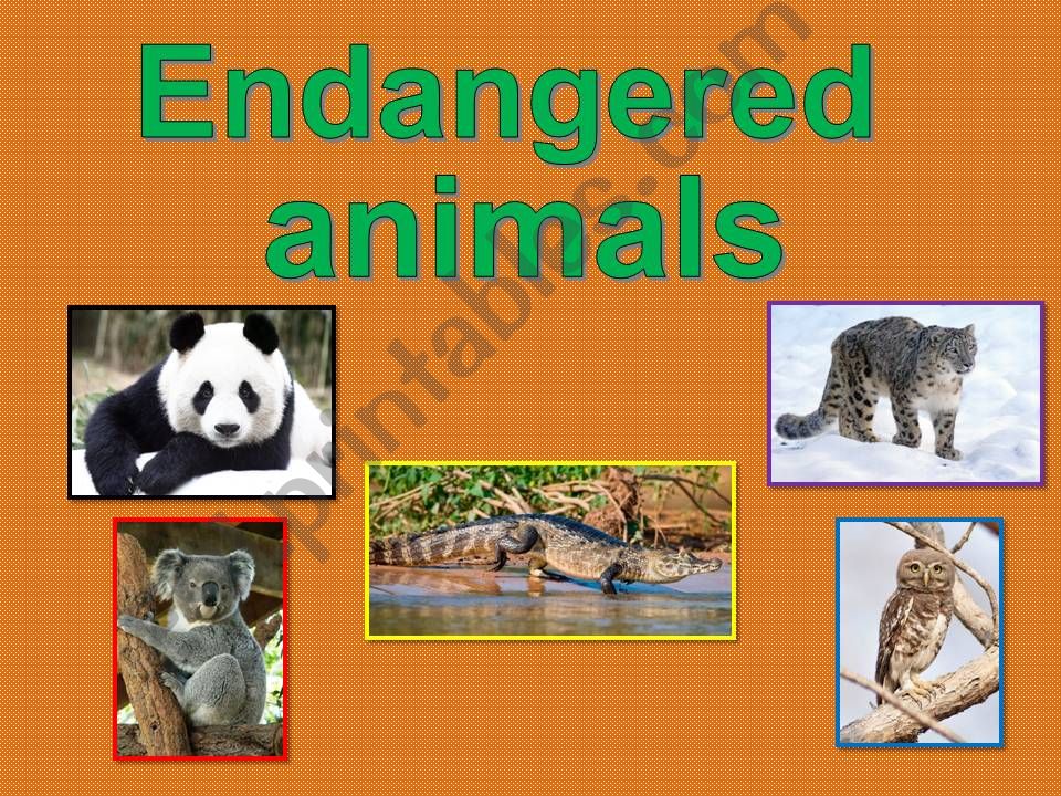 Endangered animals powerpoint