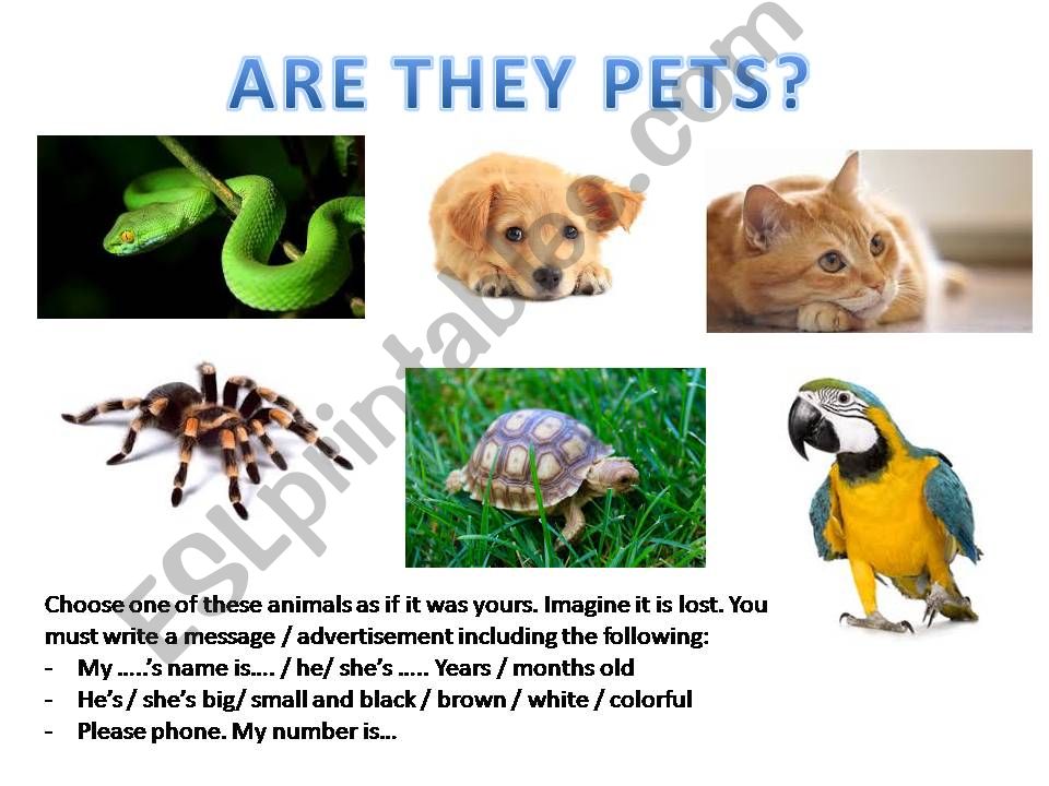 Brief pets description powerpoint