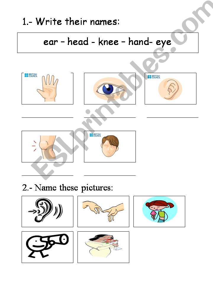 Body parts exam powerpoint