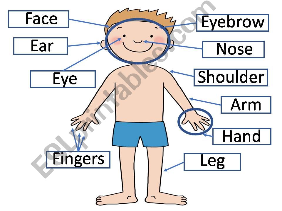 Simple Body Parts powerpoint