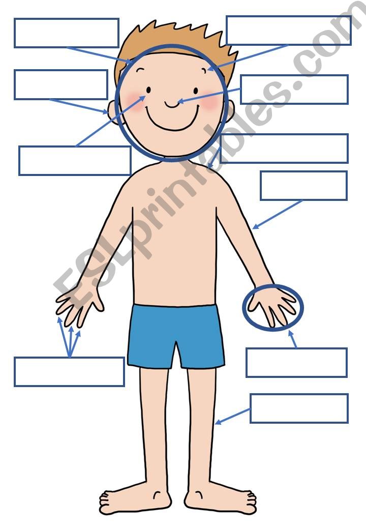 Simple Body Parts Handout powerpoint