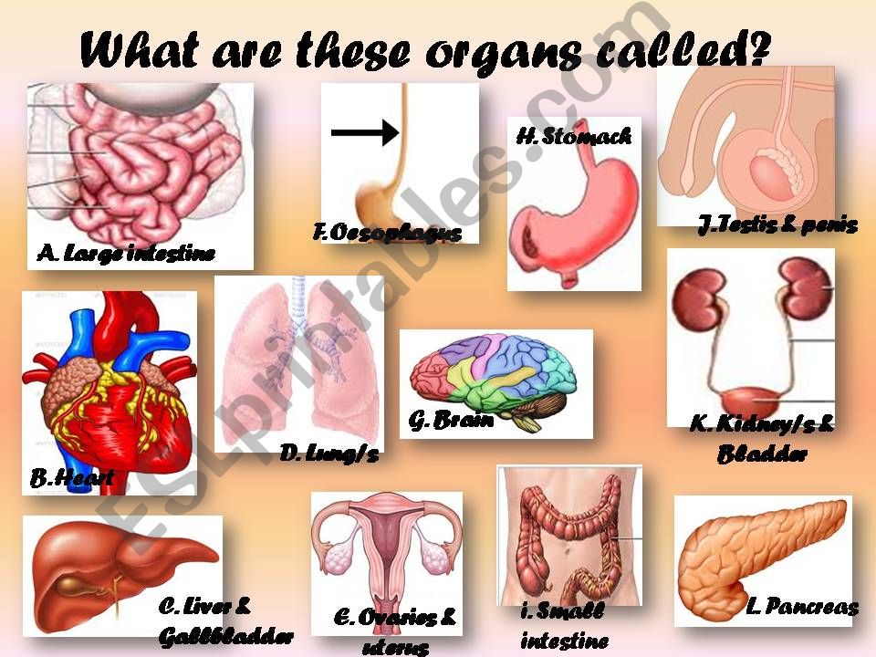 How are this organs called? powerpoint