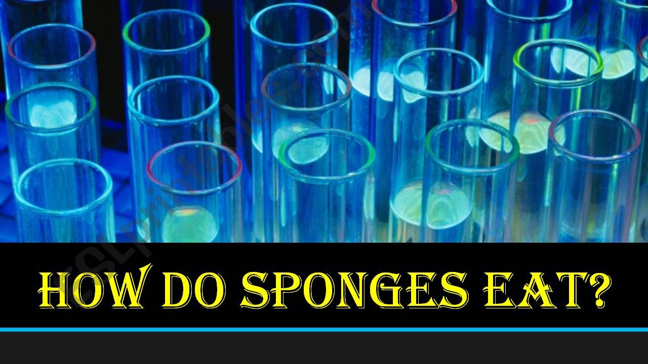 HOW SPONGES EAT PART 1 powerpoint