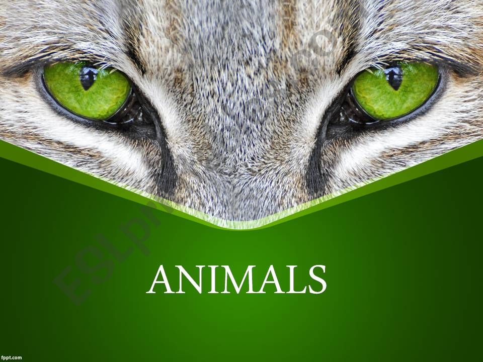 ANIMALS- DOMESTIC, WILD AND FARM ANIMALS