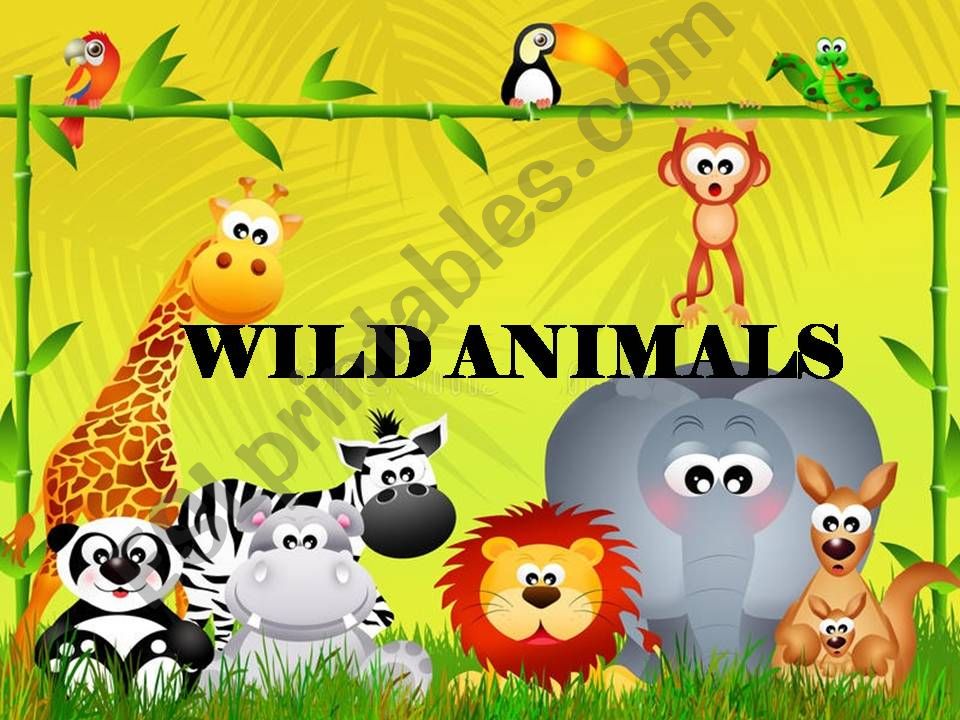 wild animals powerpoint