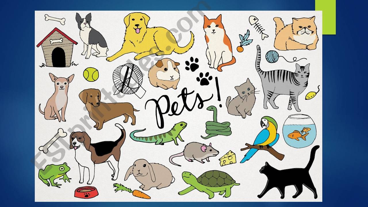 Pets powerpoint