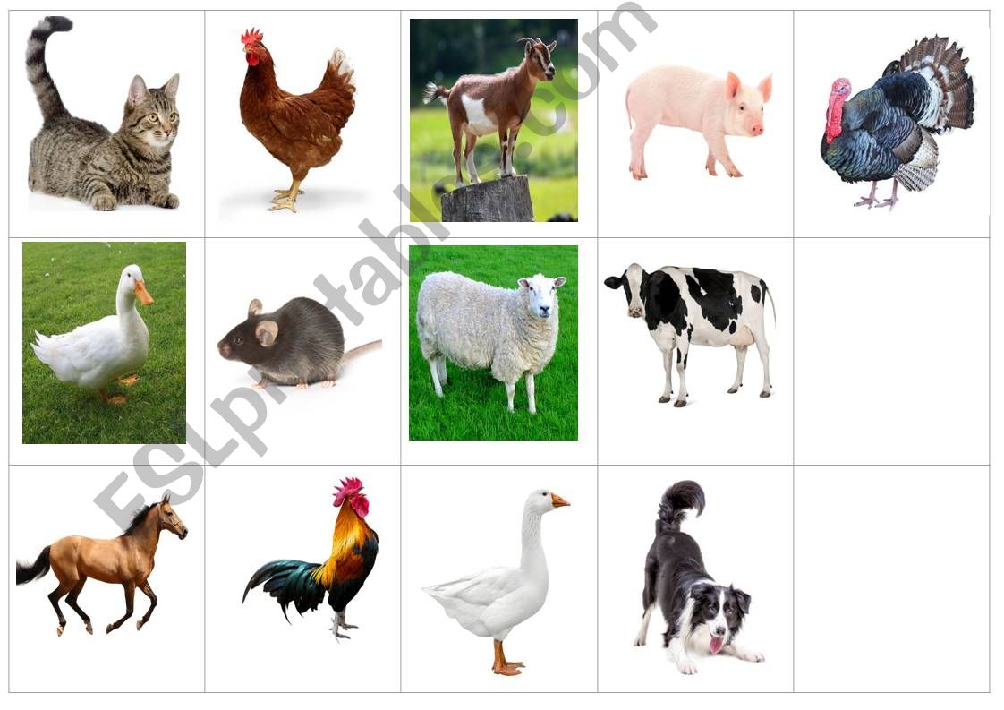 Farm Animals Bingo - PRINTABLE