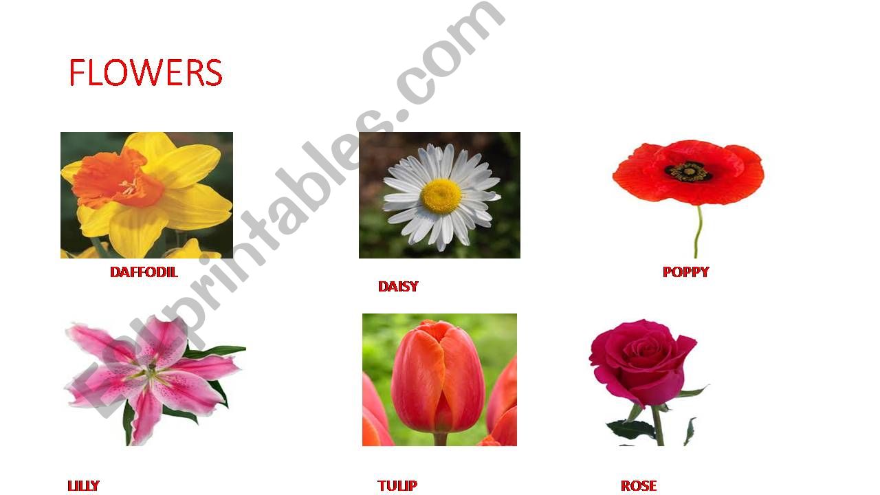 FLOWERS powerpoint