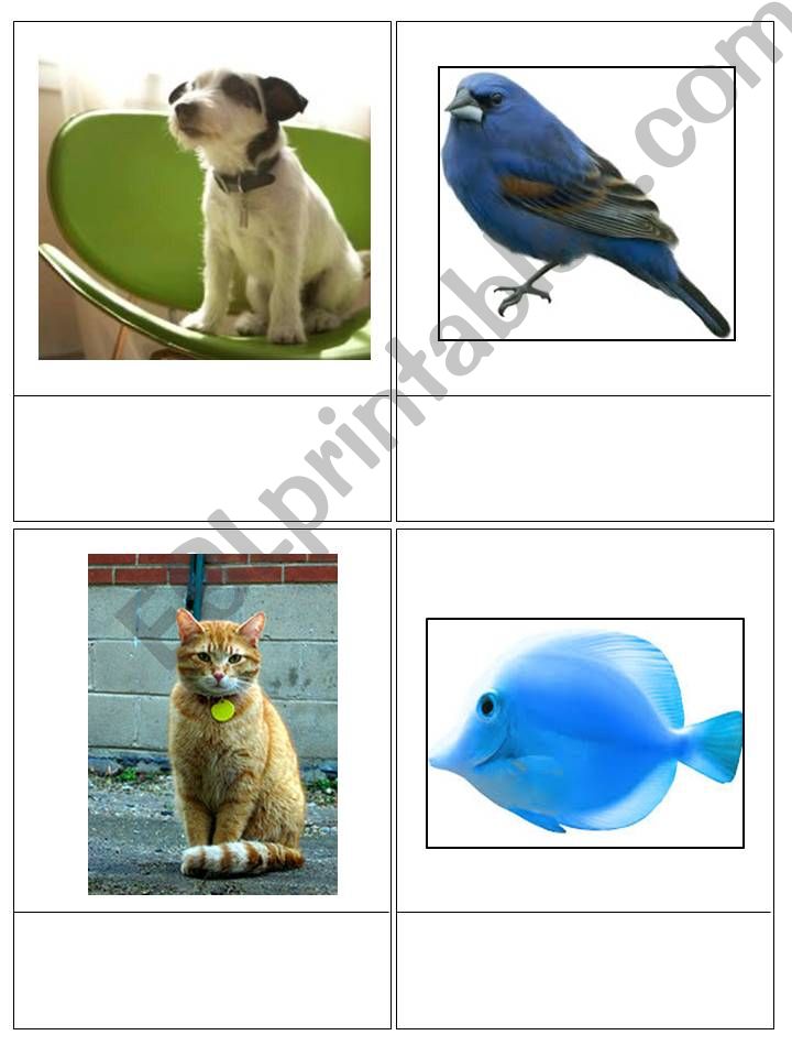 Everyday words and phrases powerpoint