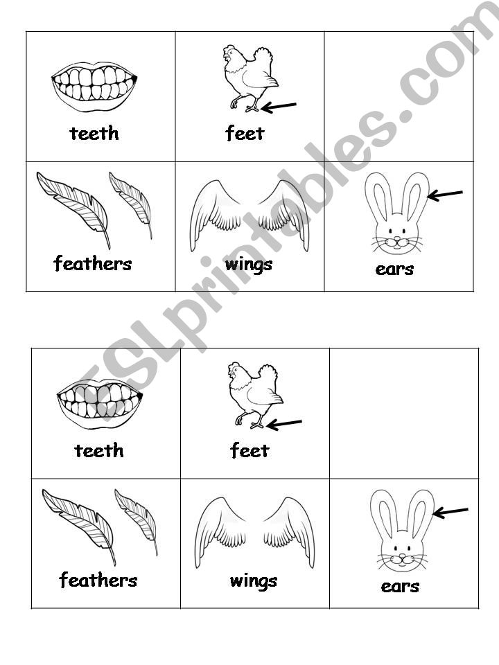 Animal vocabulary powerpoint