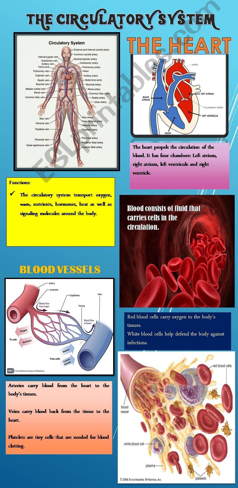 The Circulatory System Poster powerpoint
