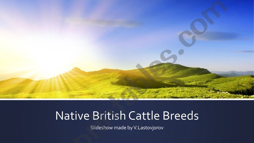native British cattle breeds powerpoint