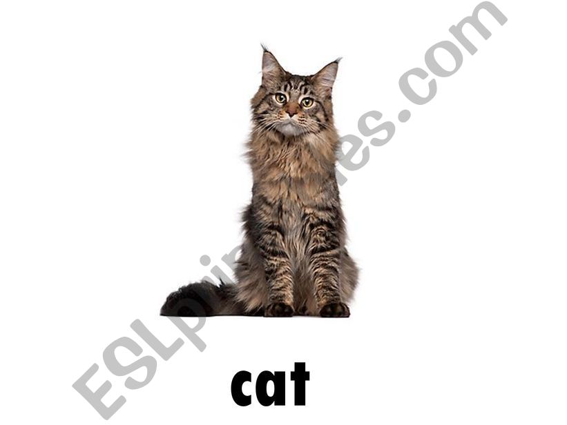 Vocabulary Pets furniture powerpoint