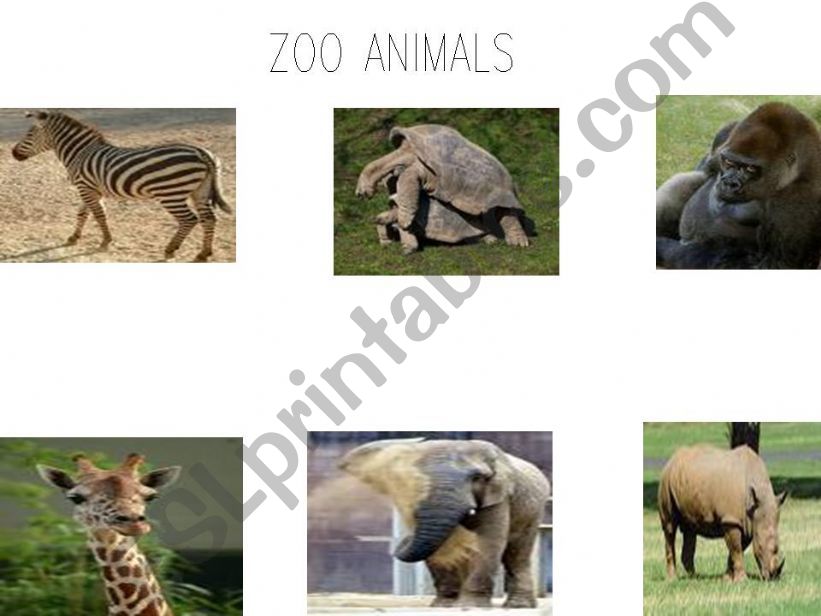 Zoo aniamls powerpoint