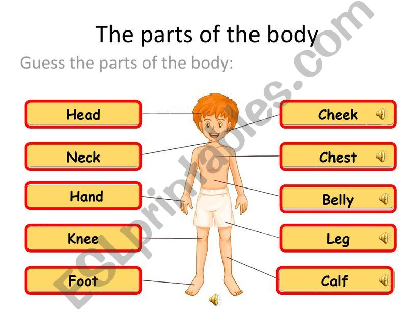 Parts of the body powerpoint