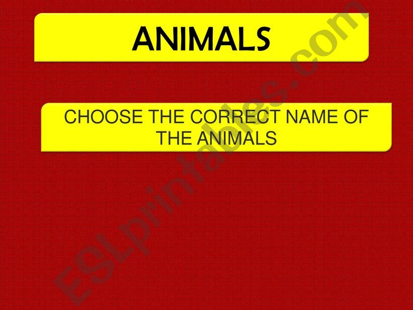 CAN - CANT : ANIMALS  powerpoint