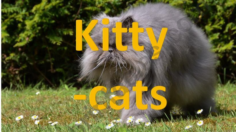Cats powerpoint