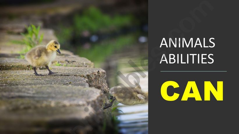 WHAT CAN ANIMALS DO? powerpoint