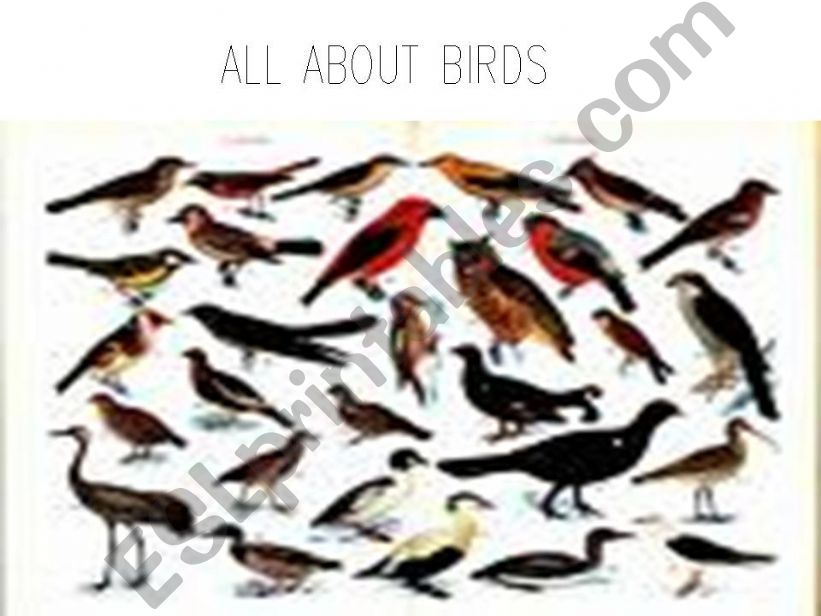 All about birds powerpoint