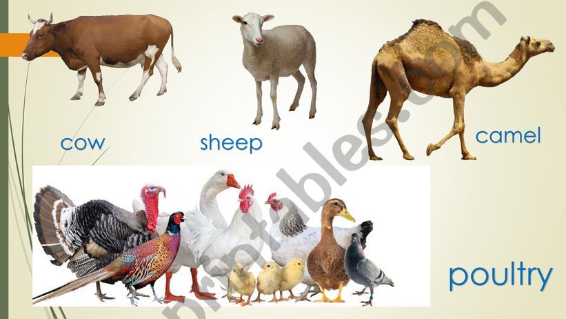 animals plants powerpoint