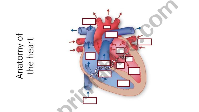 The Anatomy of the Heart powerpoint