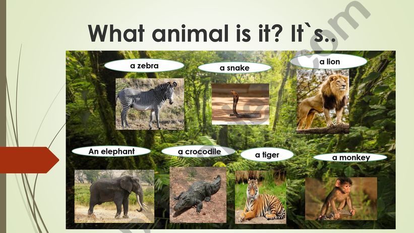 What animal is it? powerpoint