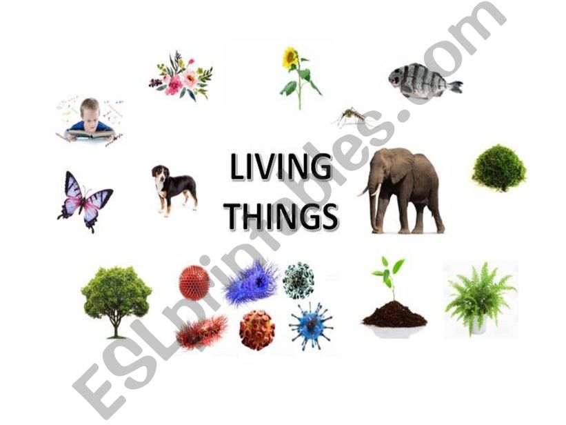 Living Things (Vocabulary) powerpoint