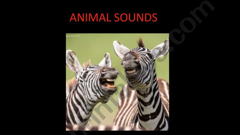 Animals With Sounds powerpoint