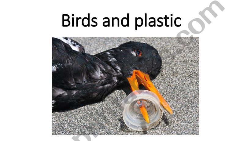 Birds and plastic powerpoint