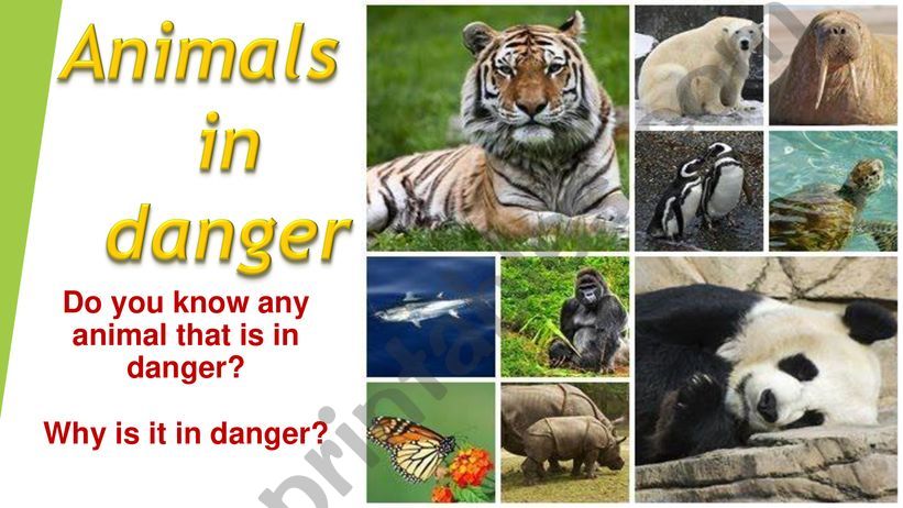 Animals in danger - Koalas powerpoint
