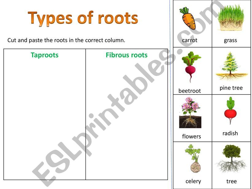 Types of roots powerpoint