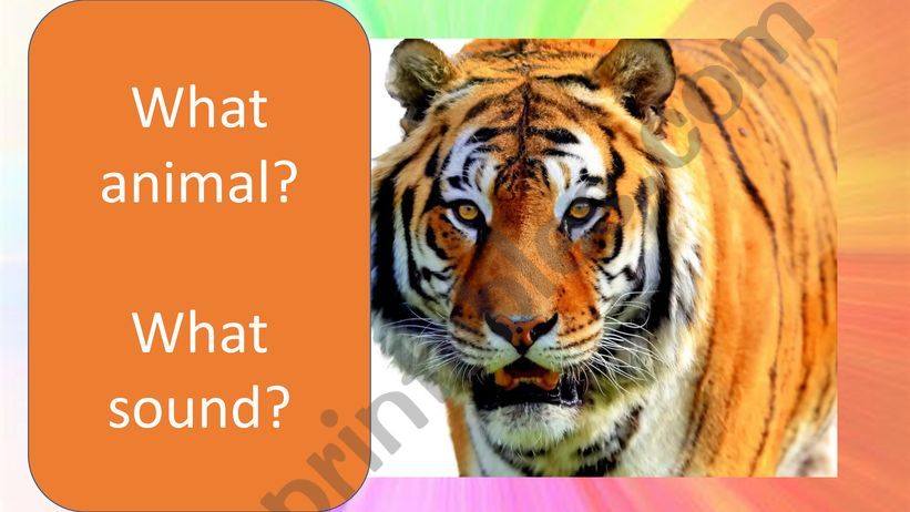 What sound and animal powerpoint