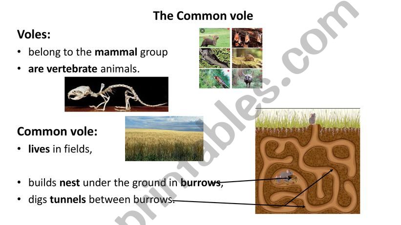 Common vole powerpoint