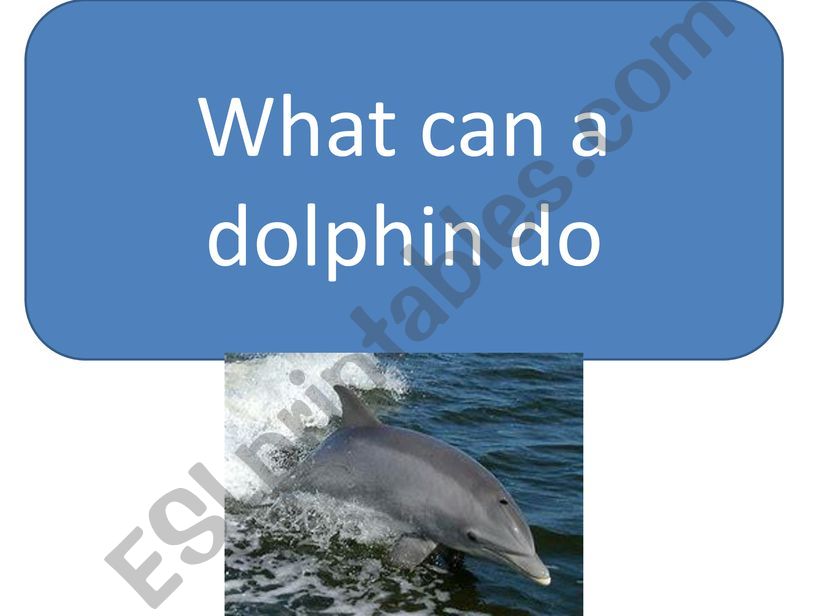 What can a dolphin do? powerpoint