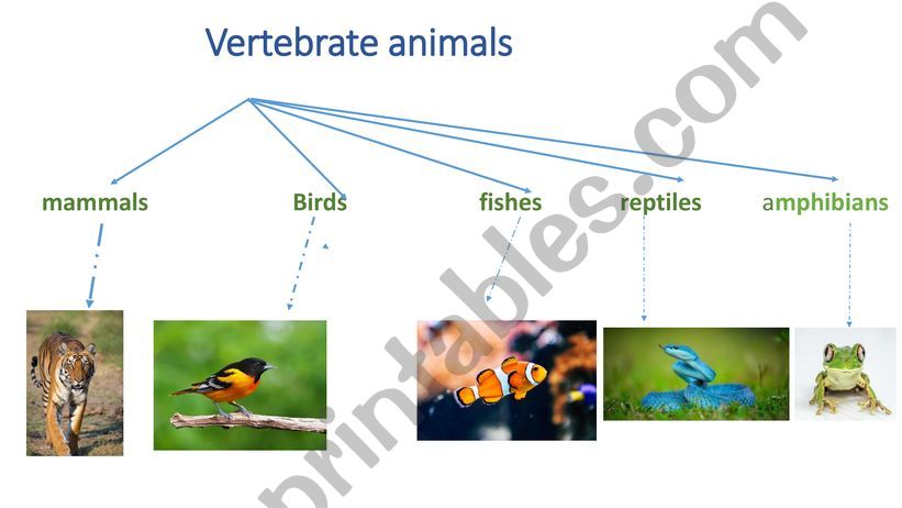 classification of vertebrate animals