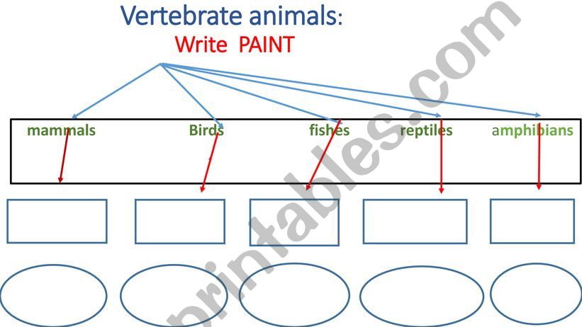 vertebrate animals examples  powerpoint